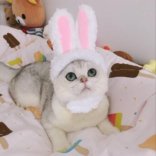 Cat Head Band Cute Rabbit Cosplay Cap Cat Headdress Performance Props Funny Pet Hat Frog Lion Rabbit Head Headgear