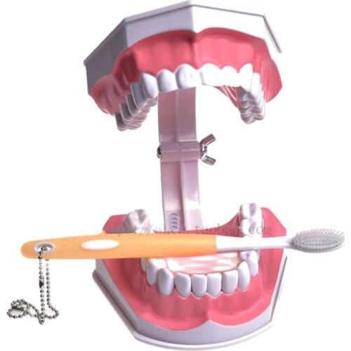 Early Childhood Education 2 times Larger Tooth Brushing Model Toddler oral Teaching Tooth Model Kindergarten Teaching Model