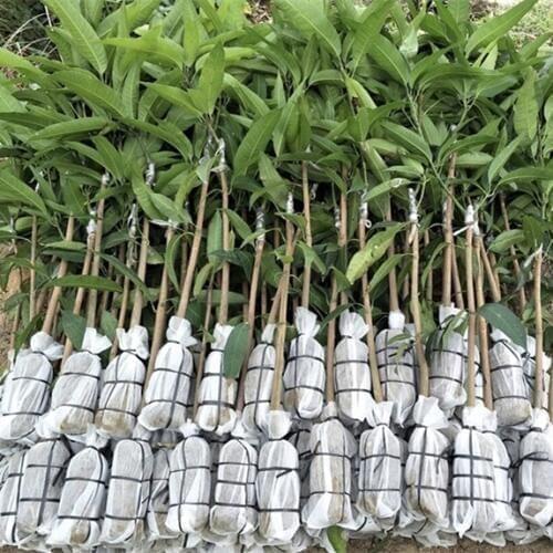 2000 pcs plant-fiber Nursery Pots Seedling-raising bags Garden Supplies Can degrade Environmental protection size 16x18