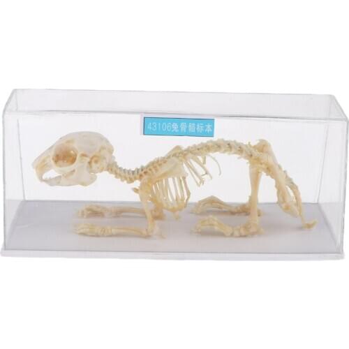 20x8x8.5cm Rabbit Skeleton Anatomical Model Specimen, Kids Teaching and Learning Tools, Education Supplies