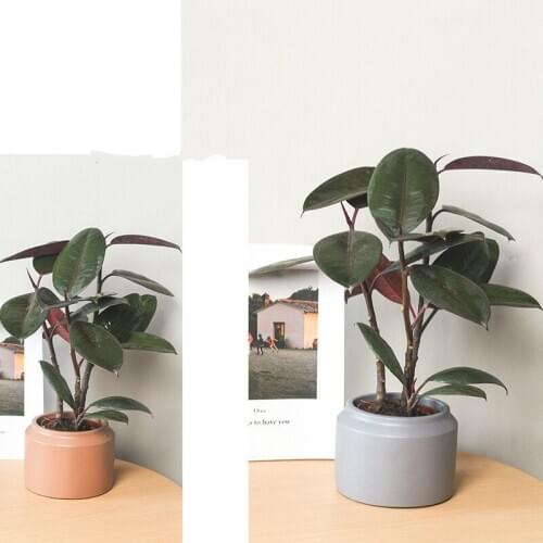 1pc New Style European Pure Color Flower Pot Home Decoration Succulent Cement Flower Pot Simple Classical Ornaments Pot