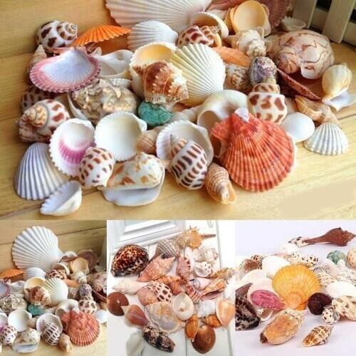 100g Mixed Fashion Jewelry Decoration Beach Fashion Seashells Sea Shells for DIY Caft Decor