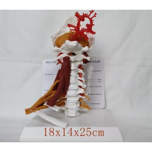 1:1 LifeSize Deluxe Cervical Spine with Muscles Vertebrae Cervical Human Anatomy Spinal Cord Sketelon
