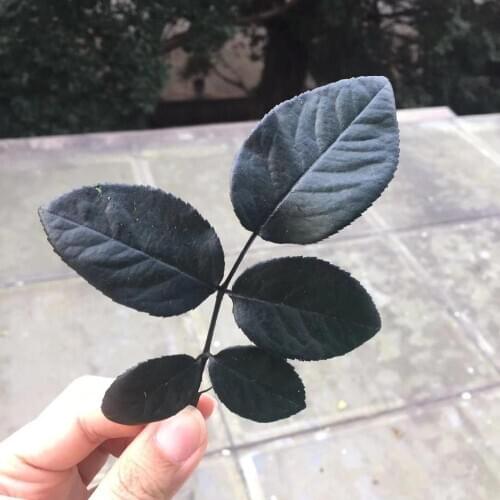 5-8cm/8PCS,Nature Pressed Real Touch Rose Leaves,Eternal Flowers DIY Party Bookmark Gift Card,Flores Arrangement Accessories