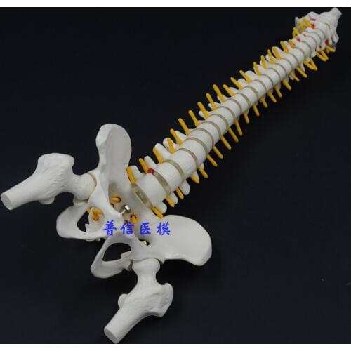 Human spine bone skeleton model 45cm sitting posture model Medical Science teaching supplies