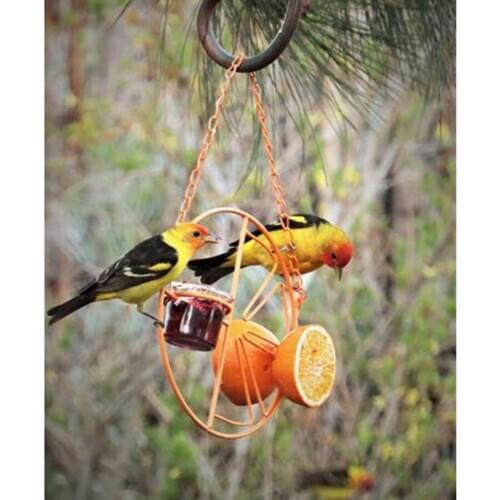 Window Viewing Bird Feeder, Home Hanging Bird Feed Rack with Chain Travel Portable Hanging Outdoor and Indoor Feeder