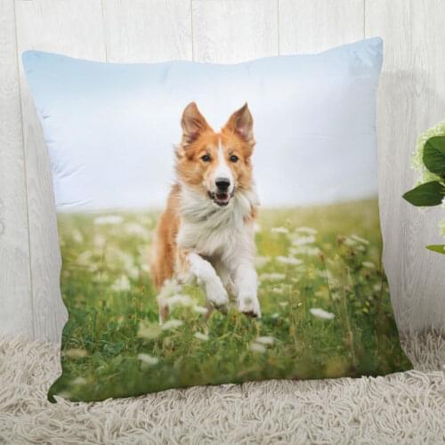 Pillow Cover Border Collie Customize Pillow Case Modern Home Decorative Pillowcase For Living Room 45X45cm,40X40cm A2020.4.29