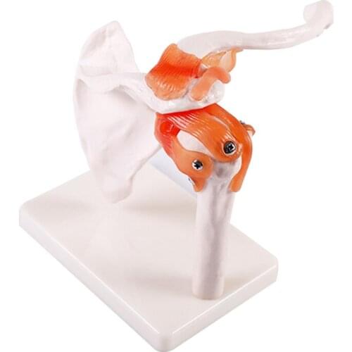 Life-size Shoulder Joint Model With Ligaments BIX-A1016 MQ116