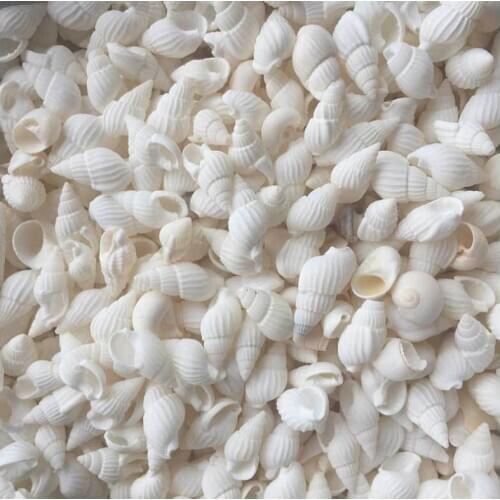 100PCS Small Natural Seashells Conch Beach Decor Craft DIY Fish Tank Seashells Conch Embellishment beach wedding decorations