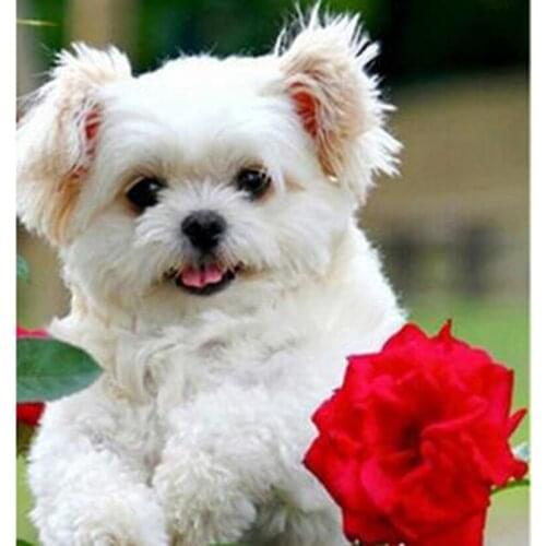 5D DIY Diamond Painting Animal Picture Puppy and Small Flower Beautiful Scenery Picture Square/Round Diamond Cross Stitch WG3034