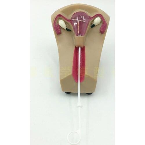 Female intrauterine contraception and training model F5N female upper ring training model