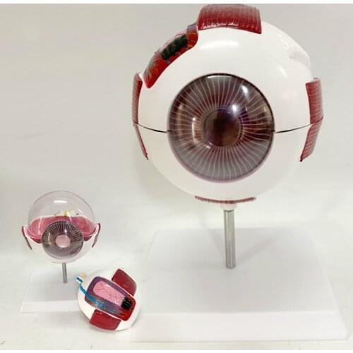 Human eyeball model 6-fold magnification eye model Teaching model of eye structure anatomy in the Department of facial feature