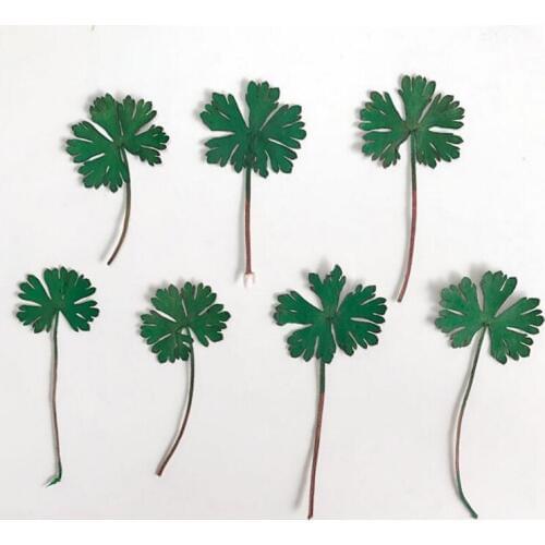 120pcs Pressed Dried Centella Asiatica Extract Leaves Plants Herbarium For Jewelry Pendant Bracelet Earrings Making Accessories