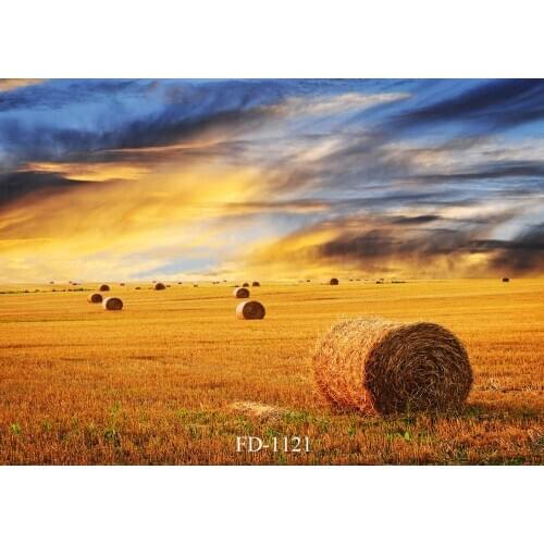 Grassland scenery in late autumn golden prairie dusk golden subject natural scenery photo background photography background