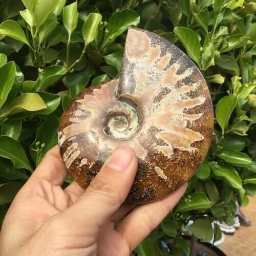 Drop Shipping 100% Natural Stones And Minerals Ammonite Fossils Conch Specimens Reiki Home Decoration Gifts