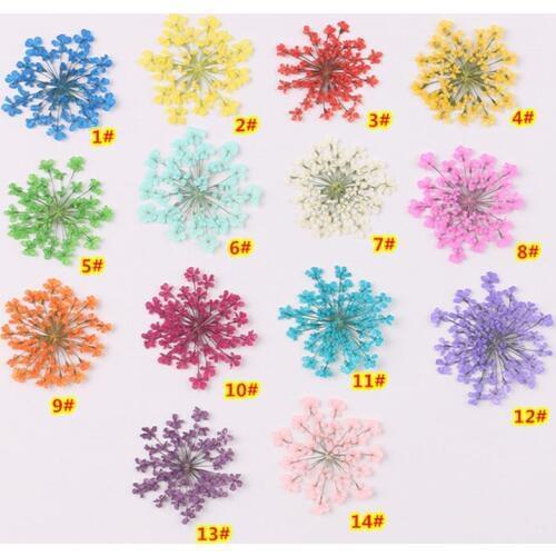 12 Colors 1 Box Real Nail Art Dried Ammi Majus Flower Dry Plants Resin Pendant Jewelry Making Craft DIY Accessories