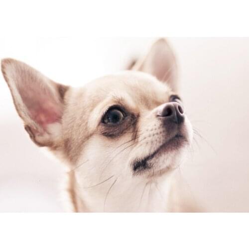 Full Square Diamond Painting Dog 5D DIY Animal Diamond Embroidery Cross Stitch Kit Handmade Gift Home Decoration