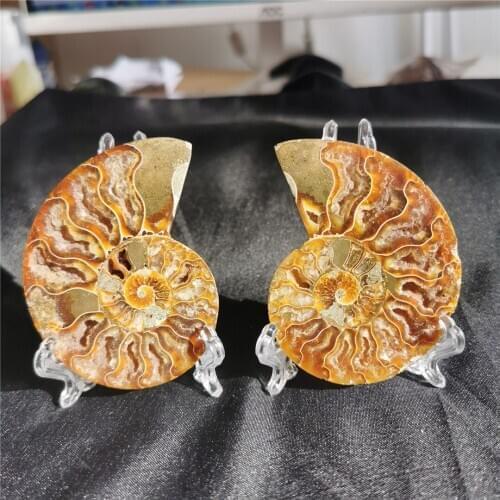 70-80g A Pair Natural Ammonite Fossil Conch quartz Crystal Specimen Reiki Healing