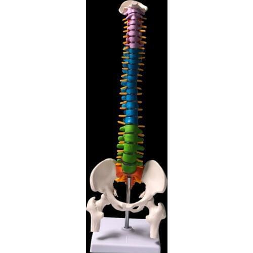 45CM Color Human Spine with Pelvic Model Human Anatomical Anatomy Spine Medical Model School Medical teaching supplies
