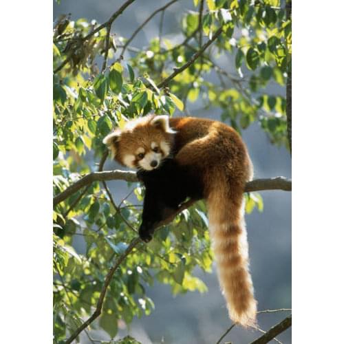 Red Panda in Tree Art Film Print Silk Poster Home Wall Decor 24x36inch