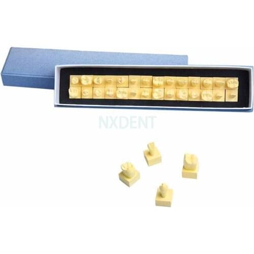 Dental Permanent Teeth Model With Base 1:1 size Dental toothdentist dentistry anatomical anatomy shape model