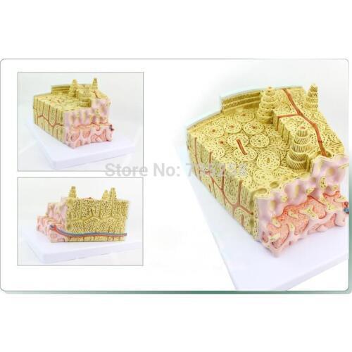 Microscopic Model Structure of a Bone,80 Times Magnification Bone Structure Model,Tubular Bone Model
