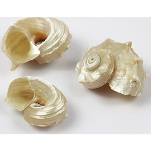 Natural Conch Shell Large Snails Aquarium Landscaping Large Mediterranean Seashells Sea Decorative Shells Natural Seashell N3R8