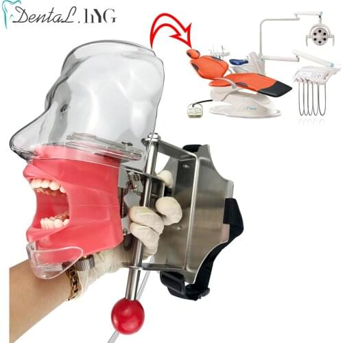 Dental Simulator Phantom Head For Dentist Education Dentist Teaching /Simple Head Model Phantom Training Apparatu 28Pcs Teeth
