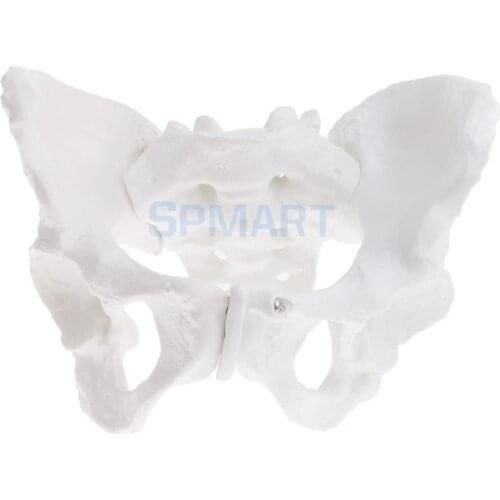 1:1 Lifesize Professional Female Pelvis Sacrum Pubis Skeleton Medical Teaching Model Kit Lab Supplies