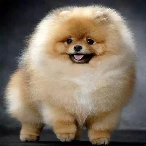 PDMDOG Diamond Painting dog DIY Diamond Embroidery Pomeranian 5D Round Mosaic full Pictures by numbers Rhinestones Gray puppy