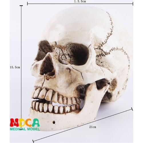 Human.skull model medical simulation teaching equipment resin skull Ornament Gift YTTG002