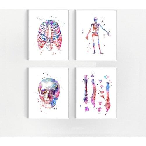 Anatomy Art Medical Canvas Painting Skeleton Skull Thorax Spine Poster Print Clinic Education Hospital Picture Modern Decoration