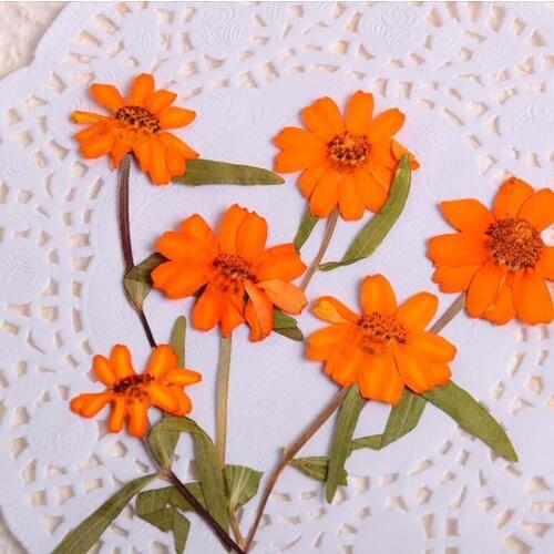 120pcs Pressed Dried Zinnia elegans Jacq. Stalks Flower Plant Herbarium Craft DIY Postcard Invitation Card Making Accessories