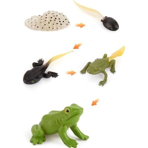 Animals Growth Cycle Life Cycle Model Set Frog Ant-Mosquito Sea Turtle Simulation Model Action Figures Teaching Material For Kid