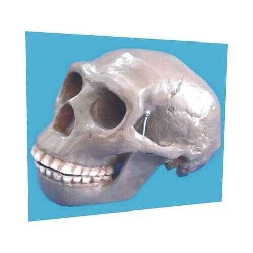 Skull Pekingese Skull model Medical teaching model free shipping