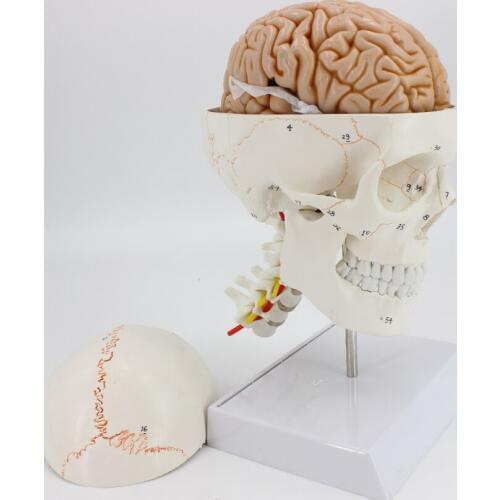 1:1 skull model brain anatomical model with digital coding number cervical spine skleotn model High Quality