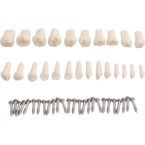 24pcs Teeth Model Dental Frasaco Style Teaching Teeth Model Children Kids Demonstration
