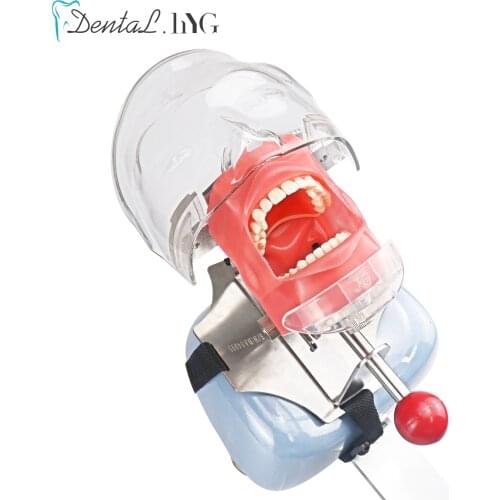 Simple Head Model Dental Simulator Phantom Head for Dentist Education Dentist Teaching /Head Model Phantom for Training Apparatu