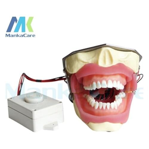 Manka Care - Anesthesia Extraction Model with buzzer Oral Model Teeth Tooth Model