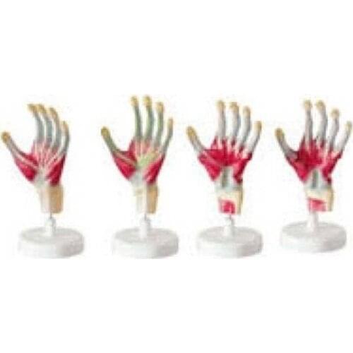 Anatomical model of palm