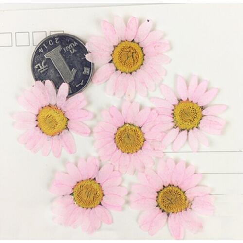 Hot Large Chrysanthemum Diameter 3.5 CM Hand Pressed Flowers Specimens For Wedding Party Favors / Gifts 120 Pcs