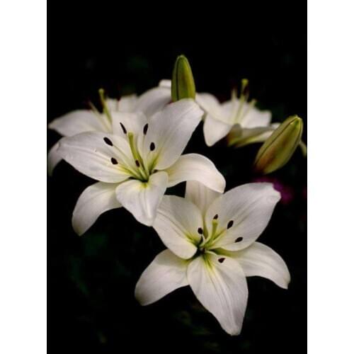 Full square diamond painting orchild flower embroidery mosaic stitch dimond dot rhinestone picture puzzle toy drawing wall decor