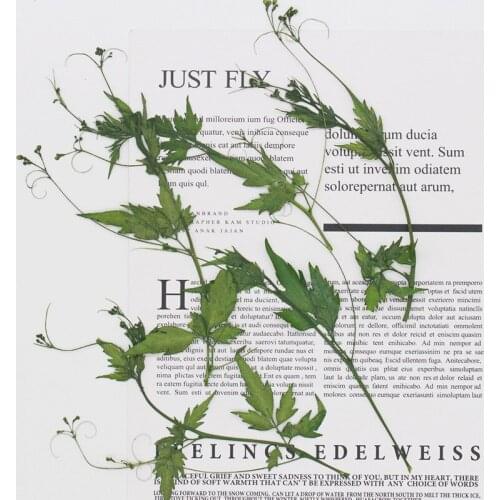 60pcs Pressed Dried Cardiospermum Halicacabum Leaves Flower Plant Herbarium For Jewelry Postcard Invitation Card Phone Case DIY