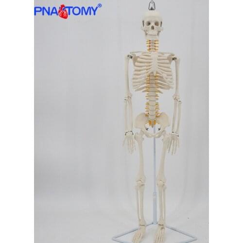 85cm Human Skeleton Model with Flexible Spine Arms and Legs Nerves Artery Anatomical Models Human Pelvic Bone Medical Teaching