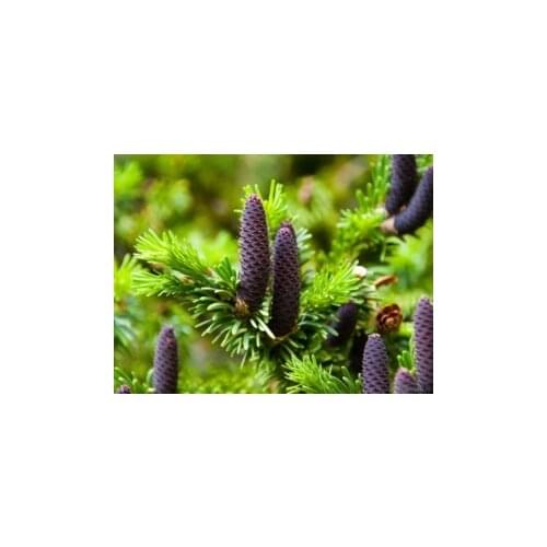 Nikita-Garden Fir Essential Oils