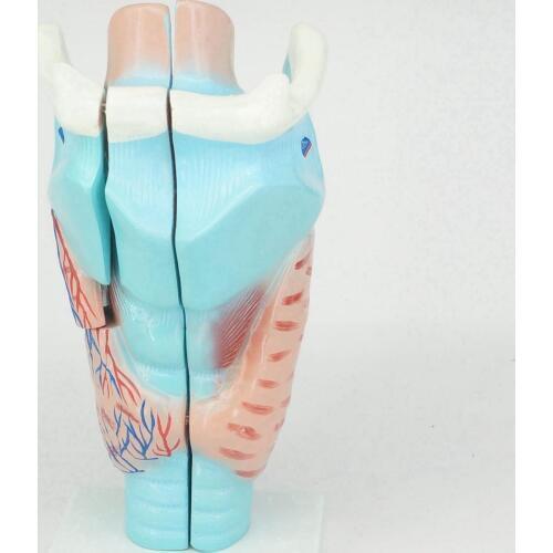 Human Larynx Anatomical Medical Model Anatomy Skeleton Throat 3X Life Size Medical teaching tools