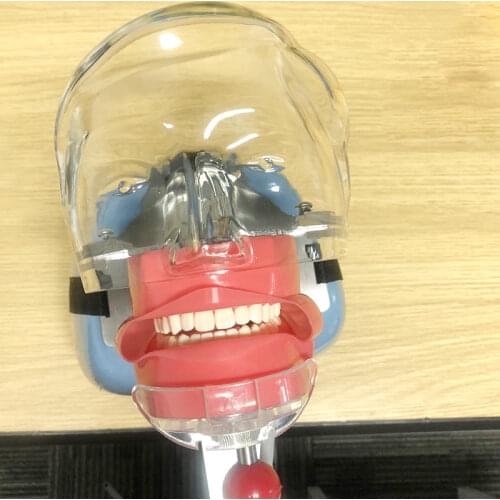 Simple Head Model Dental Simulator Phantom Head for Dentist Education Dentist Teaching /Head Model Phantom for Training Apparatu