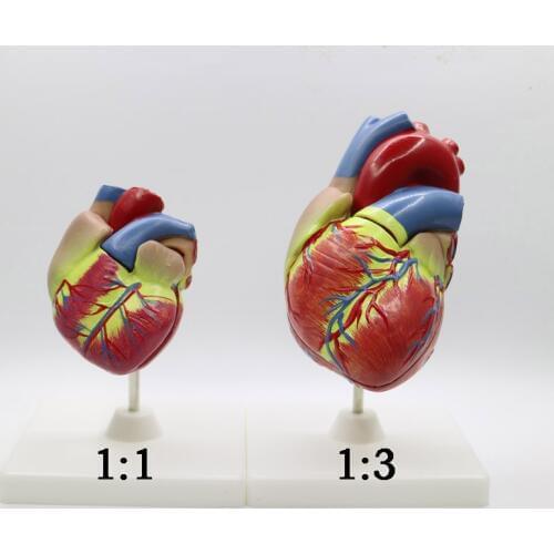 2pcs 1+3 times big PVC Cardiac anatomy heart model Medical teaching tool instructional tool Clinic Figurines