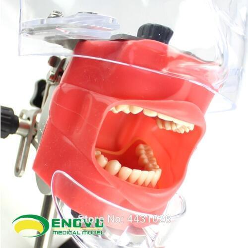 ENOVO Dental dentistry teaching system of high-end professional oral bionic head mold system
