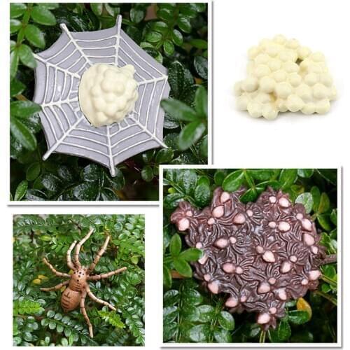 Simulation The Life Cycle of Spider Insect Growing 4 Stage Educational Play Set